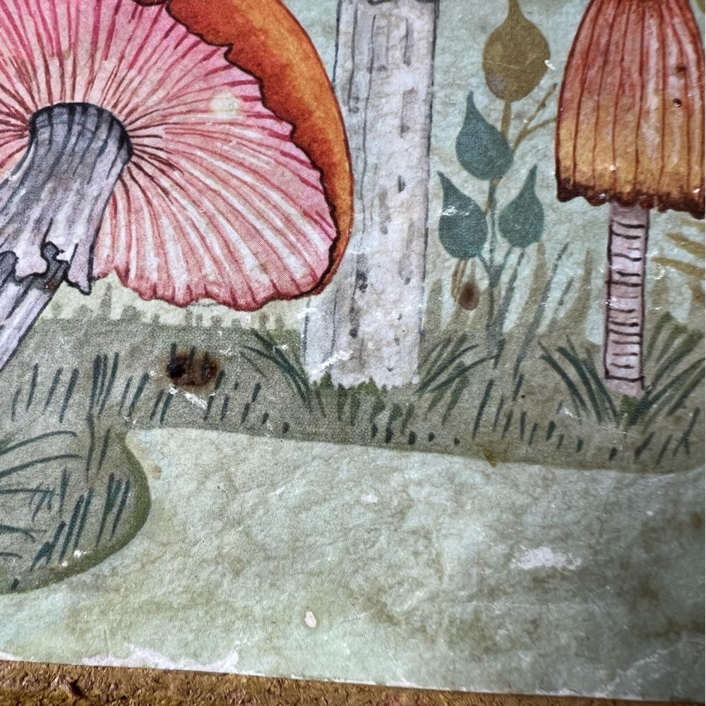 Vintage Cottagecore Mushroom Botany Litho Art Print 1971 USA made - Picture 4 of 12